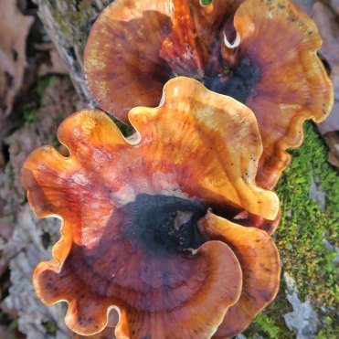 Saprophytic fungi